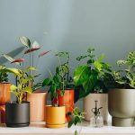 Pest Issues Unique to Apartments in East Plano